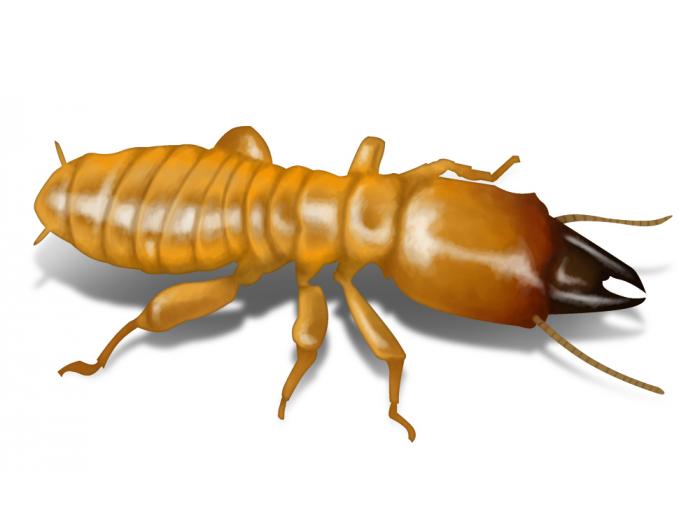 Termites : de nouveaux risques d'infestation