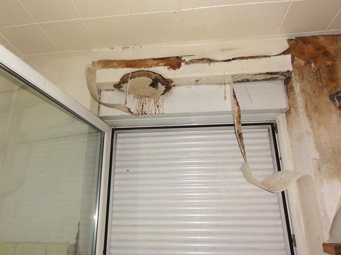 Pathologie : la mérule, futur ennemi n°1 de la maison ?