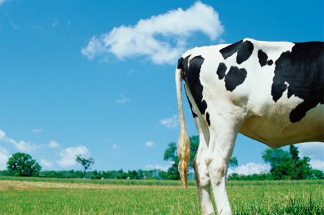 Une commune soutient la réduction du méthane émis par les vaches