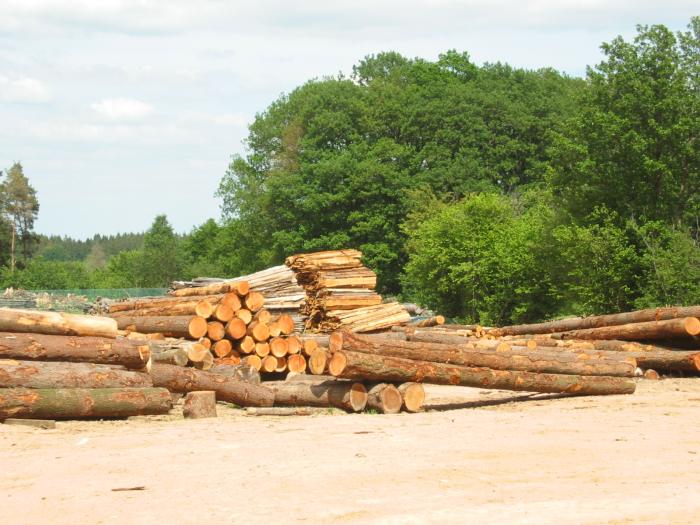 La filière forêt-bois en quête de financements