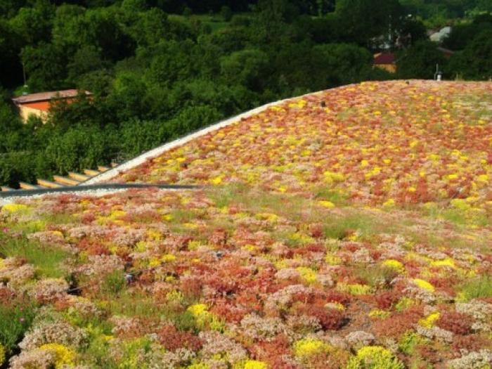La toiture végétalisée, source de soucis juridiques