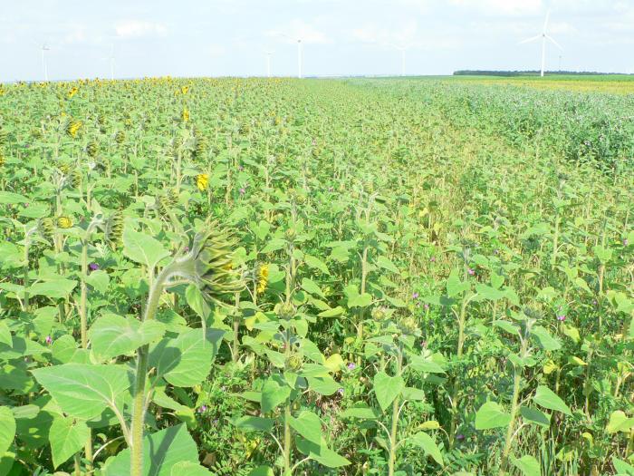 La filière du biogaz  dans lattente de la rentabilité