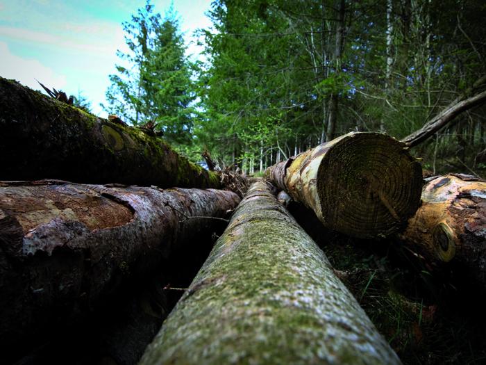 Isover prêt à investir le marché de la construction bois