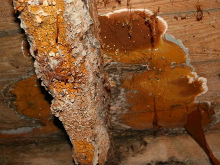 Quand la mérule attaque un bâtiment rénové