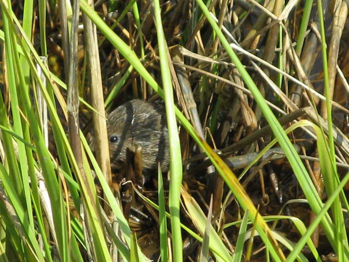 ND-des-Landes: les arrêtés préalables au début des travaux publiés