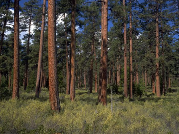 La production des pins Douglas pourrait tripler d'ici 20 ans