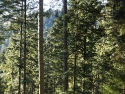 Histoire du sapin (1) : le roi des forêts veut retrouver son trône