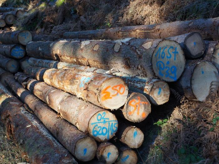 Histoire du sapin (2) : le résineux veut jouer la carte du bois-collé