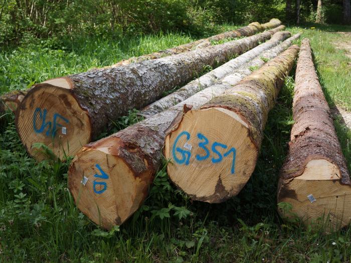 Histoire du sapin (6) : La vérité sur le roi des Forêts en France