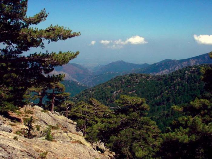 Comment assainir "le désordre foncier" corse ?