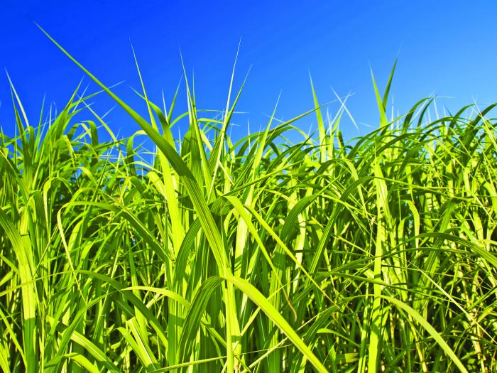 Un bloc porteur biosourcé en béton de miscanthus