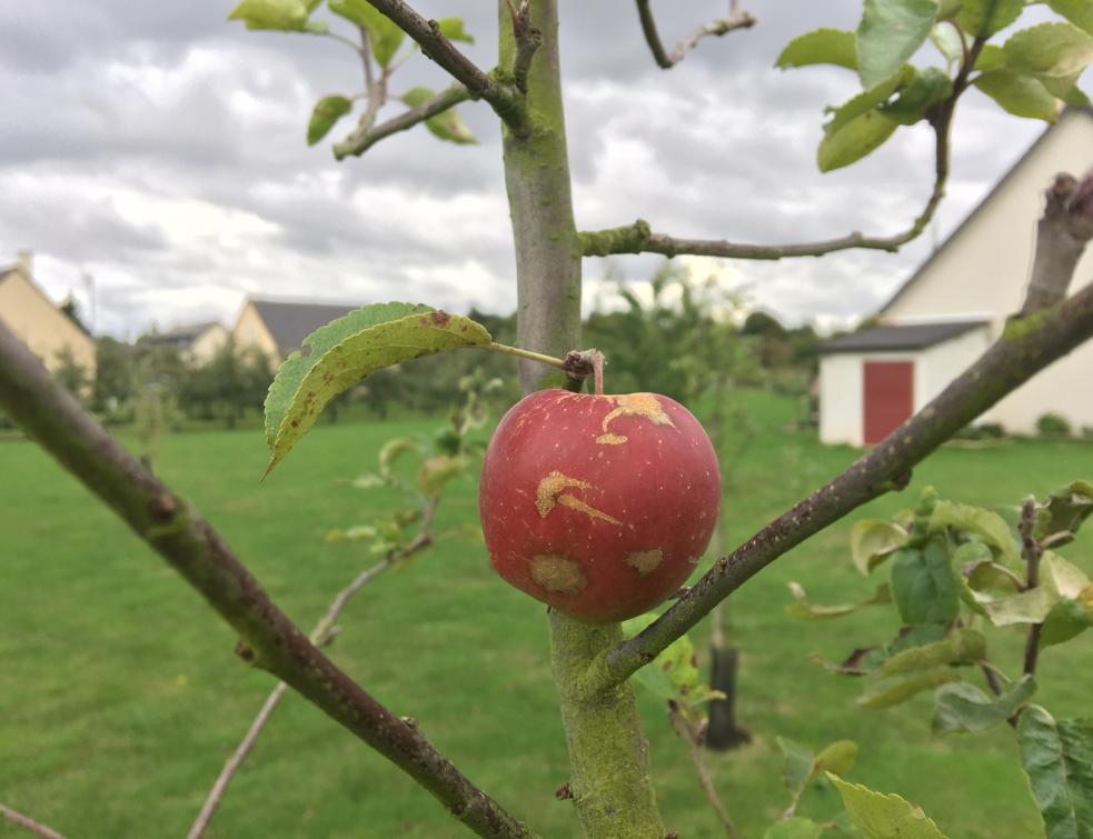 Une taxe béton pour lutter contre l'artificialisation des sols ?