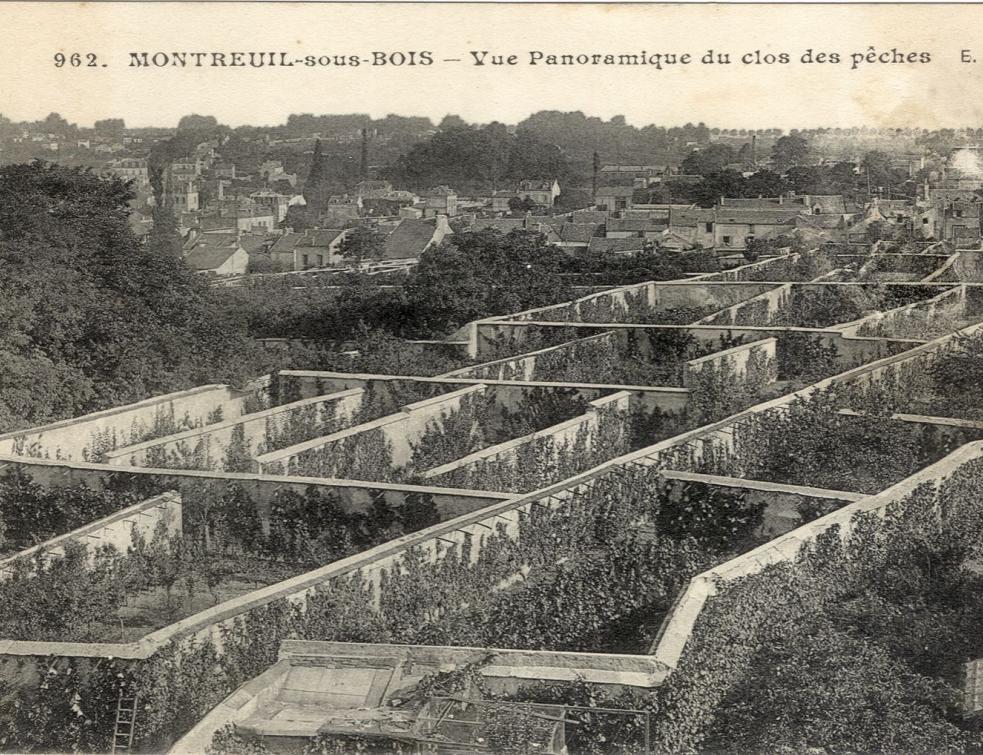 Le Grand Paris menace-t-il les "Murs à pêches" à Montreuil ?