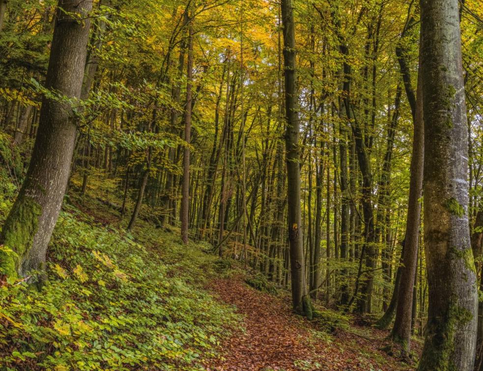 Stéphane Bern: le patrimoine c'est aussi "les sites naturels"