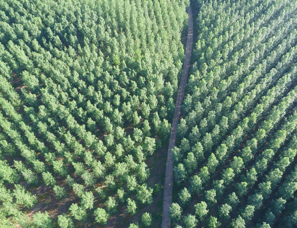 Le peuplier local de Garnica vise la construction francilienne 