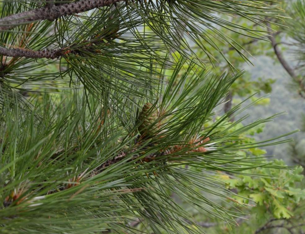Le bois de Chartreuse désormais AOC, une première pour la filière