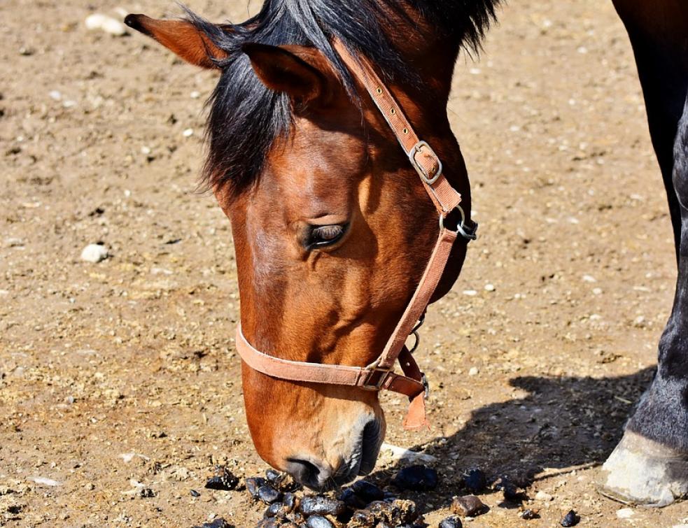 Engie veut investir sur cinq ans dans les gaz verts