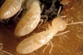 Termites : Comment protéger efficacement les bâtiments (page 5)