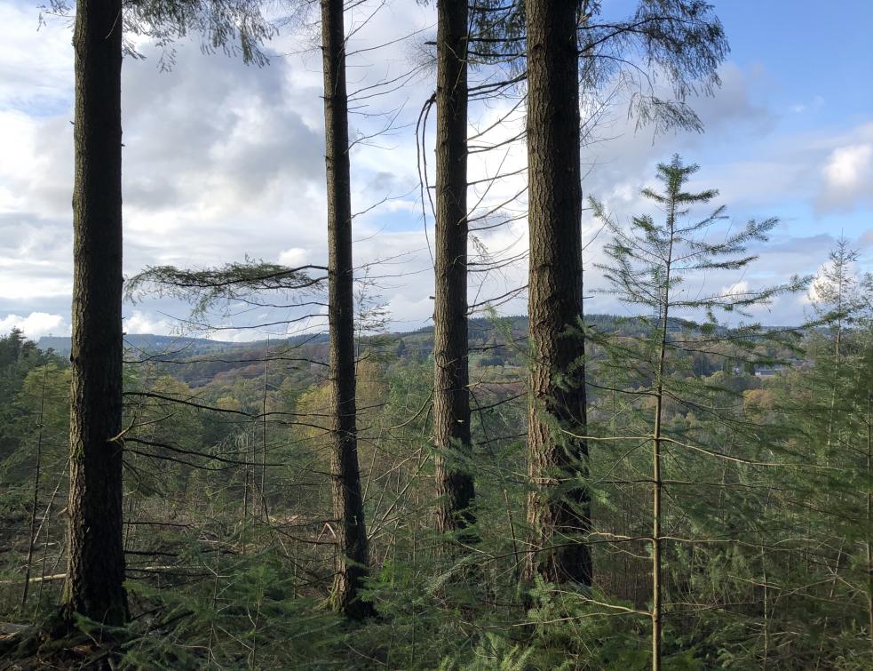 Le Douglas idéal pour les totems et le bois doeuvre du 21e siècle