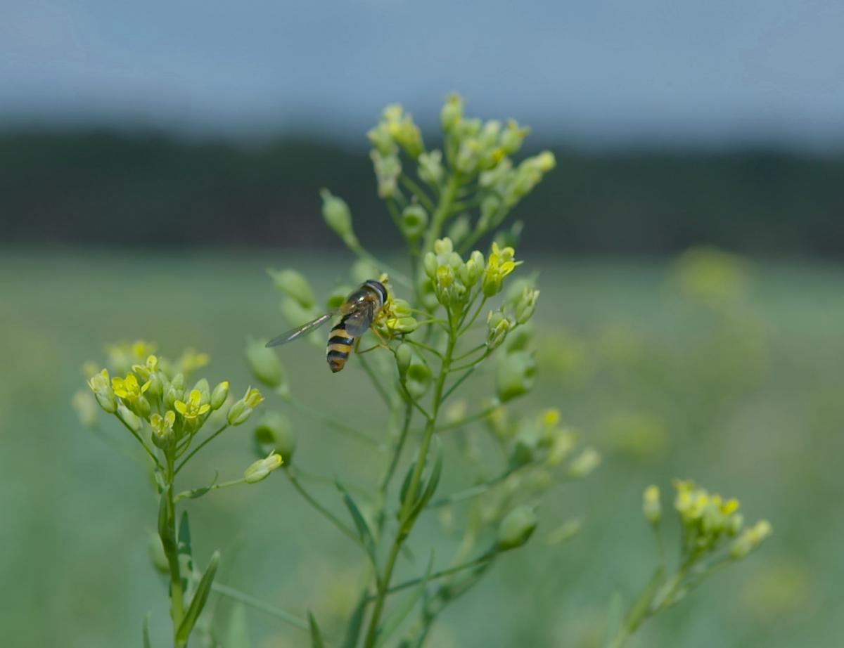 Caparol mène loffensive sur des peintures moins impactantes