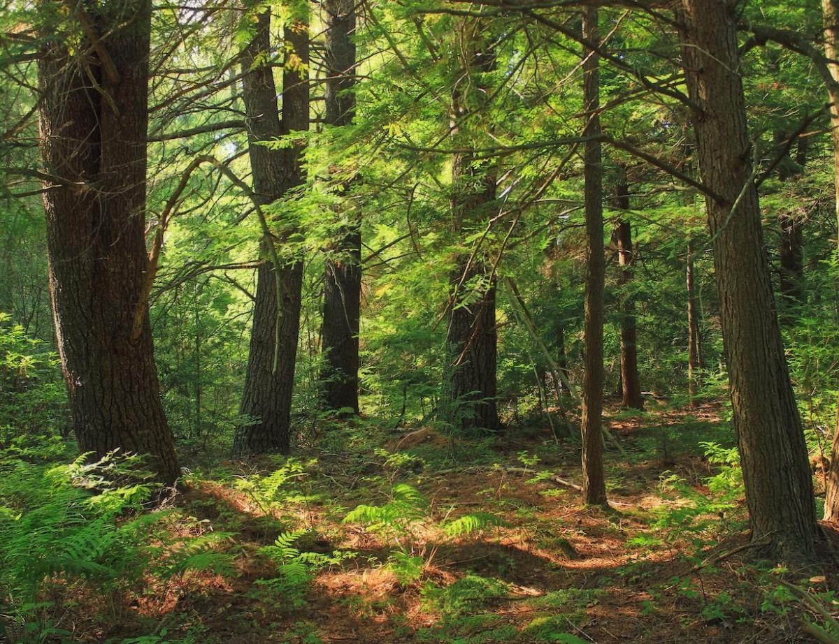 Notre-Dame: des chênes sélectionnés pour la reconstruction de la flèche