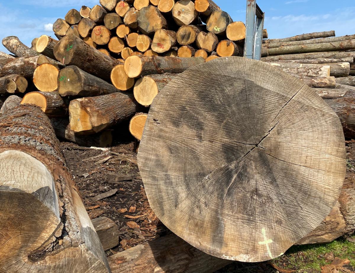 Les premiers chênes pour Notre-Dame extraits de la forêt de Bercé