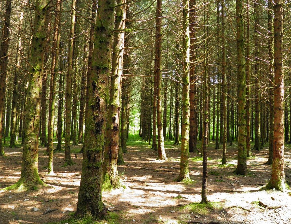 L'Office national des forêts veut soigner une forêt fragilisée par le dérèglement climatique