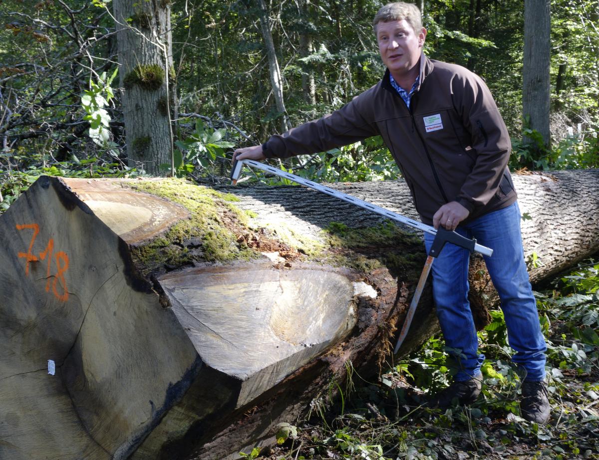 Notre-Dame de Paris : la Région Île-de-France donne 60 grumes pour la flèche