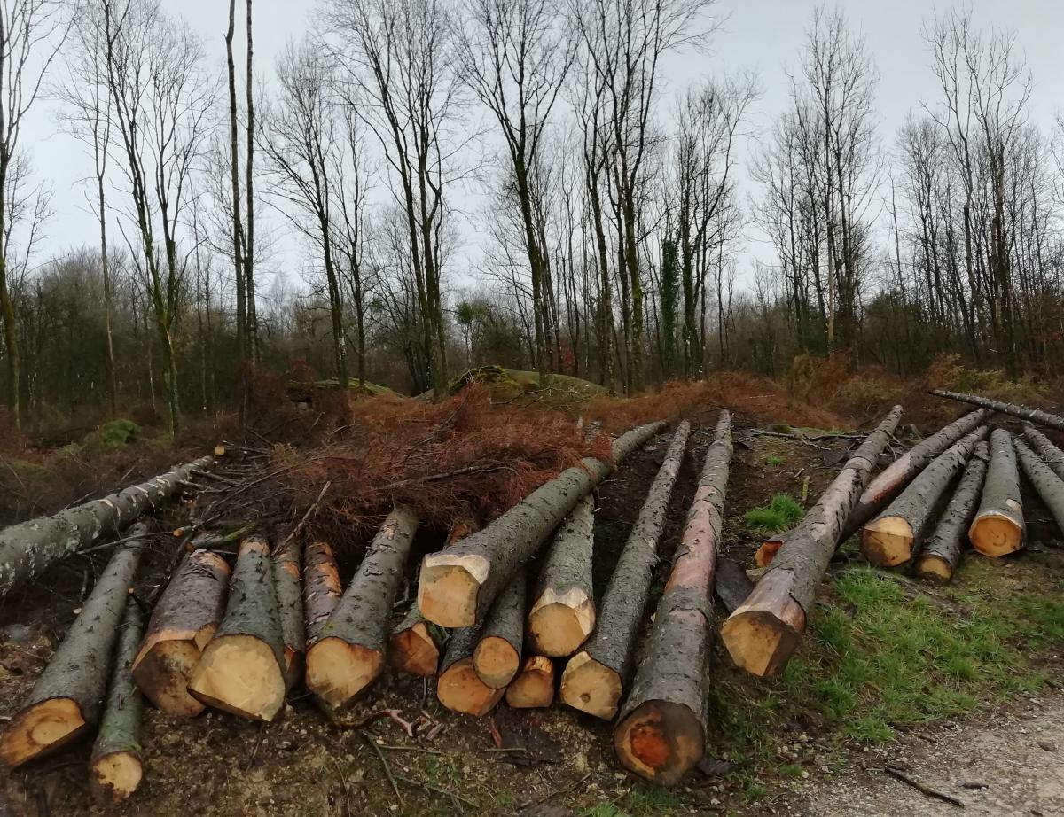 Le gouvernement lance des assises pour apporter des "réponses concrètes" à la filière bois