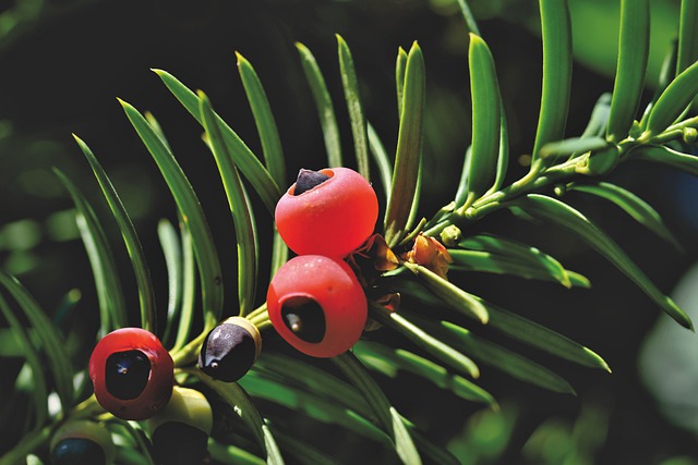 Les vendeurs de plantes présentant des risques pour la santé doivent informer leurs clients