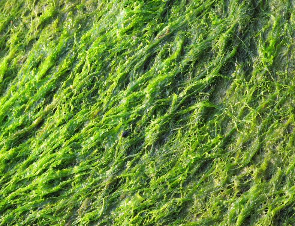 Les algues toxiques, possible vice caché pour la maison à la mer