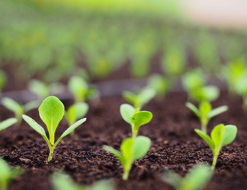 "Zéro artificialisation nette": les sénateurs LR et centristes demandent un moratoire