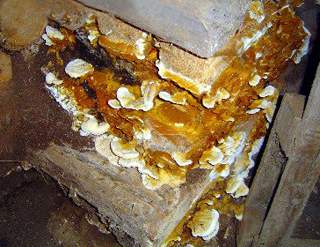 Quand la mérule attaque la salle deau