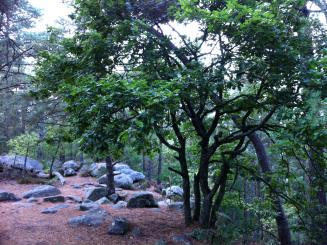 Seules 23 % des entreprises de construction utilisent le bois français !