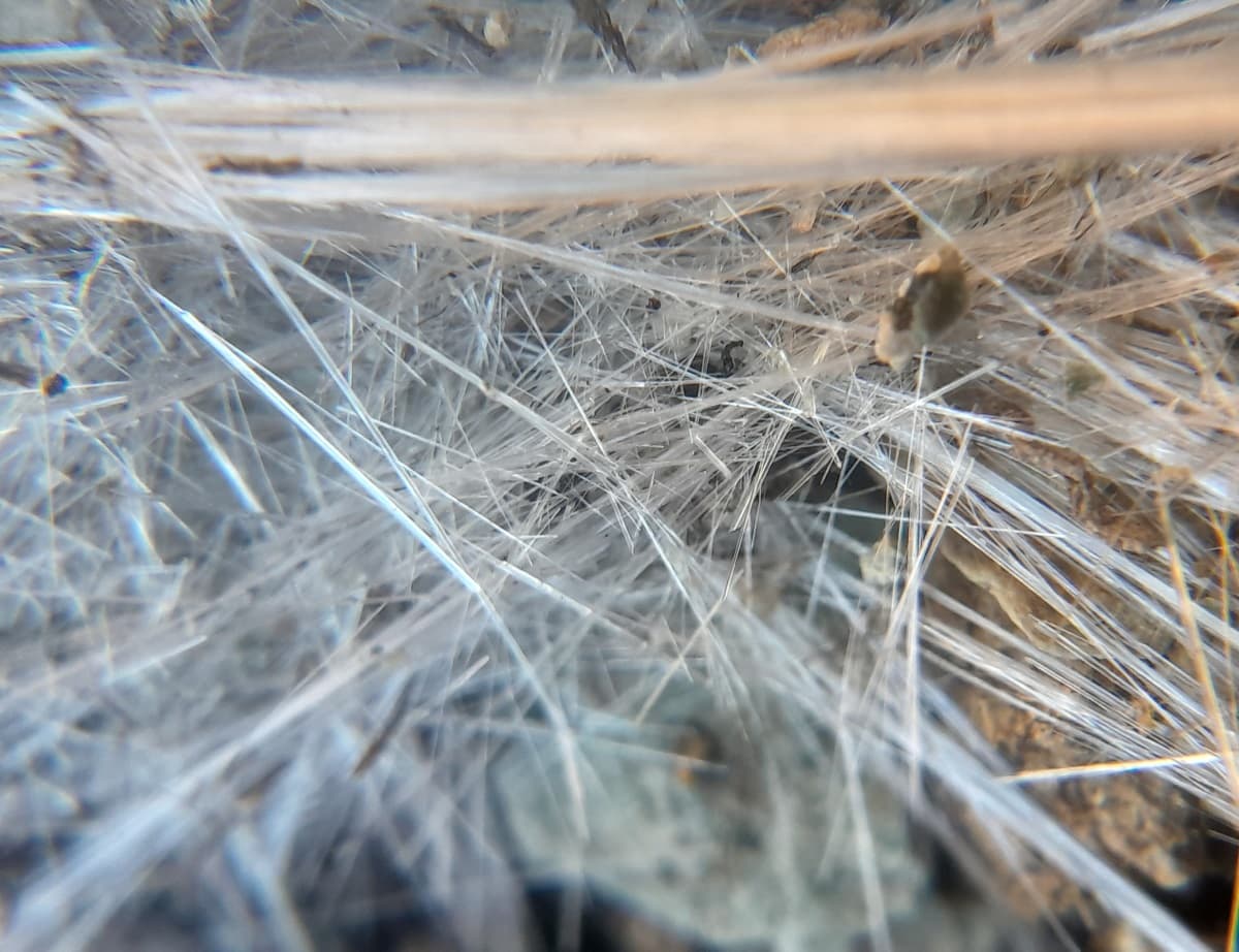 Gros plan d'amiante, fibres souples, photographié à Nonza, en Corse.