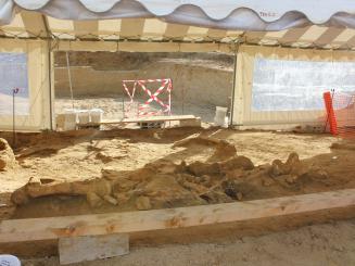 Quand les carriers découvrent des mammouths laineux