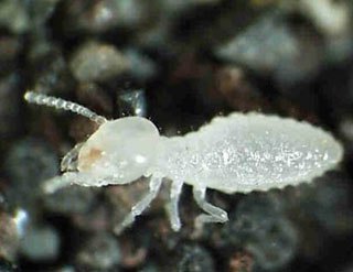 Chasse aux termites : quelles solutions préventives ? (2)