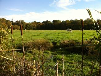 Report de la majoration de la taxe sur le foncier non bâti ?