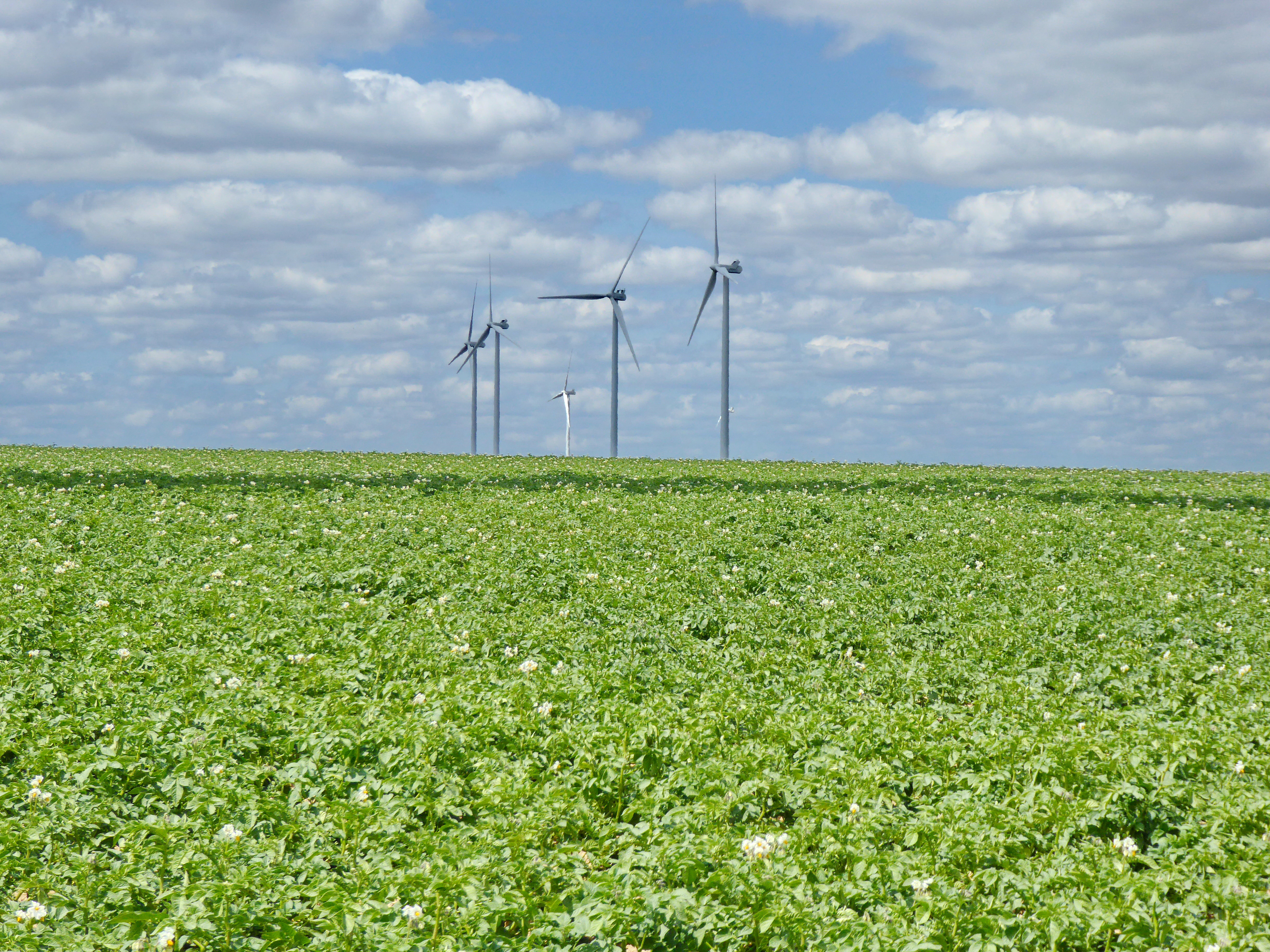Des éoliennes dans un champ de pommes de terre dans les Hauts-de-France
