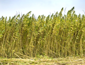 Isolants bio-sourcés pour des murs isolés durablement (suite 1)